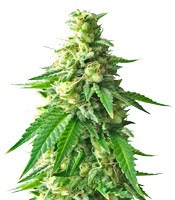 Kali & the Chocolate Factory (KFC Seeds) Cannabis-Samen