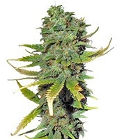Super Skunk (Sensi Seeds) Cannabis-Samen