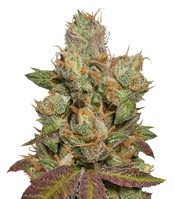 707 Truthband by Emerald Mountain