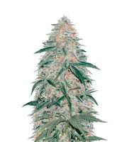 AK-77V strain