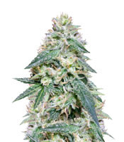Bona Dea CBD+ (Vision Seeds) Cannabis-Samen