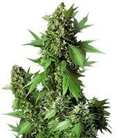 Auto Duck strain