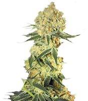 Auto Wappa (Paradise Seeds) Cannabis-Samen