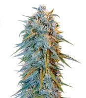 Blue Dream (Humboldt Seeds) Cannabis-Samen