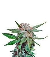 Royal Cheese Fast Flowering (RQS) Cannabis-Samen