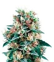 Royal Creamatic Auto (RQS) Cannabis-Samen