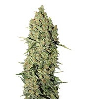 Chronic (Serious Seeds) Cannabis-Samen