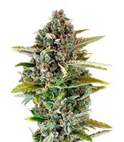 Critical Cheese (Dinafem Seeds) Cannabis-Samen