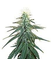 Early Skunk (Sensi Seeds) Cannabis-Samen