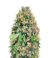 Super Mazar (Victory Seeds) Cannabis-Samen