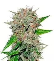 Deep Mandarine CBD (Delicious Seeds) Cannabis-Samen