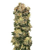 Auto Sweet Soma (00 Seeds) Cannabis-Samen