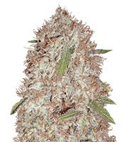 Blue Kripple (Dr. Krippling Seeds) Cannabis-Samen