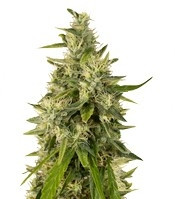 Trainwreck regular (Humboldt Seeds Organization) Cannabis-Samen