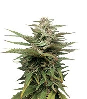 Blue Thai (Dinafem Seeds) Cannabis-Samen