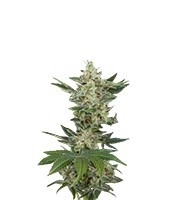 Critical Jack Autoflowering (Dinafem Seeds) Cannabis-Samen