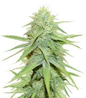 Grand Master Kush regular (Sumo Seeds) Cannabis-Samen