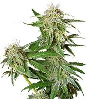 Ladyburn 1974 (GHS) Cannabis-Samen