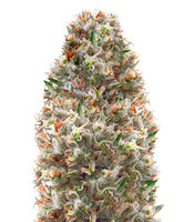 Supreme Lemon (Vision Seeds) Cannabis-Samen