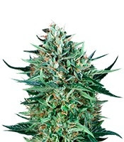 Cold Greek Kush regular (T.H. Seeds) Cannabis-Samen