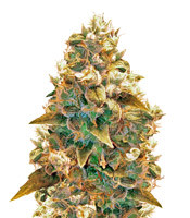 AK-49 (Vision Seeds) Cannabis-Samen