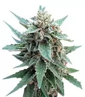 Buddha Red Dwarf Auto (Buddha Seeds) Cannabis-Samen