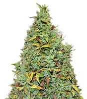 Auto Nefertiti (Pyramid Seeds) Cannabis-Samen