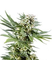 El Niño (GHS) Cannabis-Samen