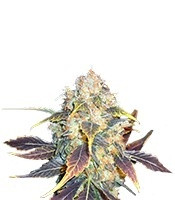 White Berry (Paradise Seeds) Cannabis-Samen