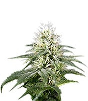 White Rhino (GHS) Cannabis-Samen
