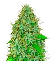 2 Fast & 2 Vast Auto feminized seeds