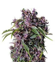 Purple (Pyramid Seeds) Cannabis-Samen