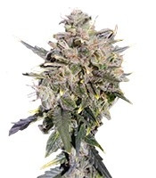 Buddha White Dwarf Auto (Buddha Seeds) Cannabis-Samen