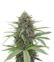 Critical Mass CBD (Dinafem Seeds) Cannabis-Samen