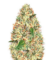 Delhi Cheese Auto (Vision Seeds) Cannabis-Samen