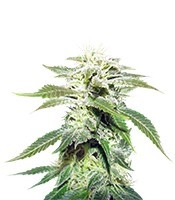 Original White Widow IBL (Paradise Seeds) Cannabis-Samen