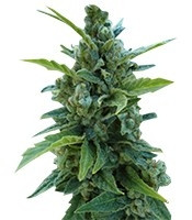 Automaria II (Paradise Seeds) Cannabis-Samen
