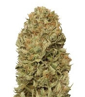 Blue Dream Auto (Humboldt Seeds Organization) Cannabis-Samen