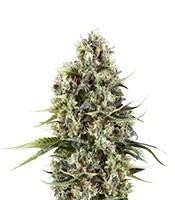 Chocolate Haze (RQS) Cannabis-Samen