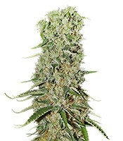 Damnesia (Strain Hunters)