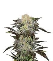 Mendocino Madness regular (T.H. Seeds) Cannabis-Samen
