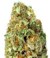 Turbo Bud Auto (Heavyweight Seeds) Cannabis-Samen