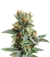 Blueberry Kush Automatic (Nirvana Seeds) Cannabis-Samen