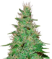 El Alquimista Auto (Samsara Seeds) Cannabis-Samen
