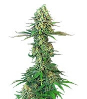 Bubblegum (T.H. Seeds) Cannabis-Samen