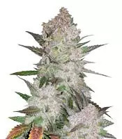 Cream Cookies Auto (Fast Buds) Cannabis-Samen