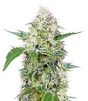 Crystal Candy (Sweet Seeds)