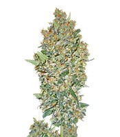 Hashchis Berry strain