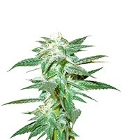 Kushberry regular (DNA Genetics) Cannabis-Samen