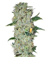 Northern Light regular (Nirvana Seeds) Cannabis-Samen